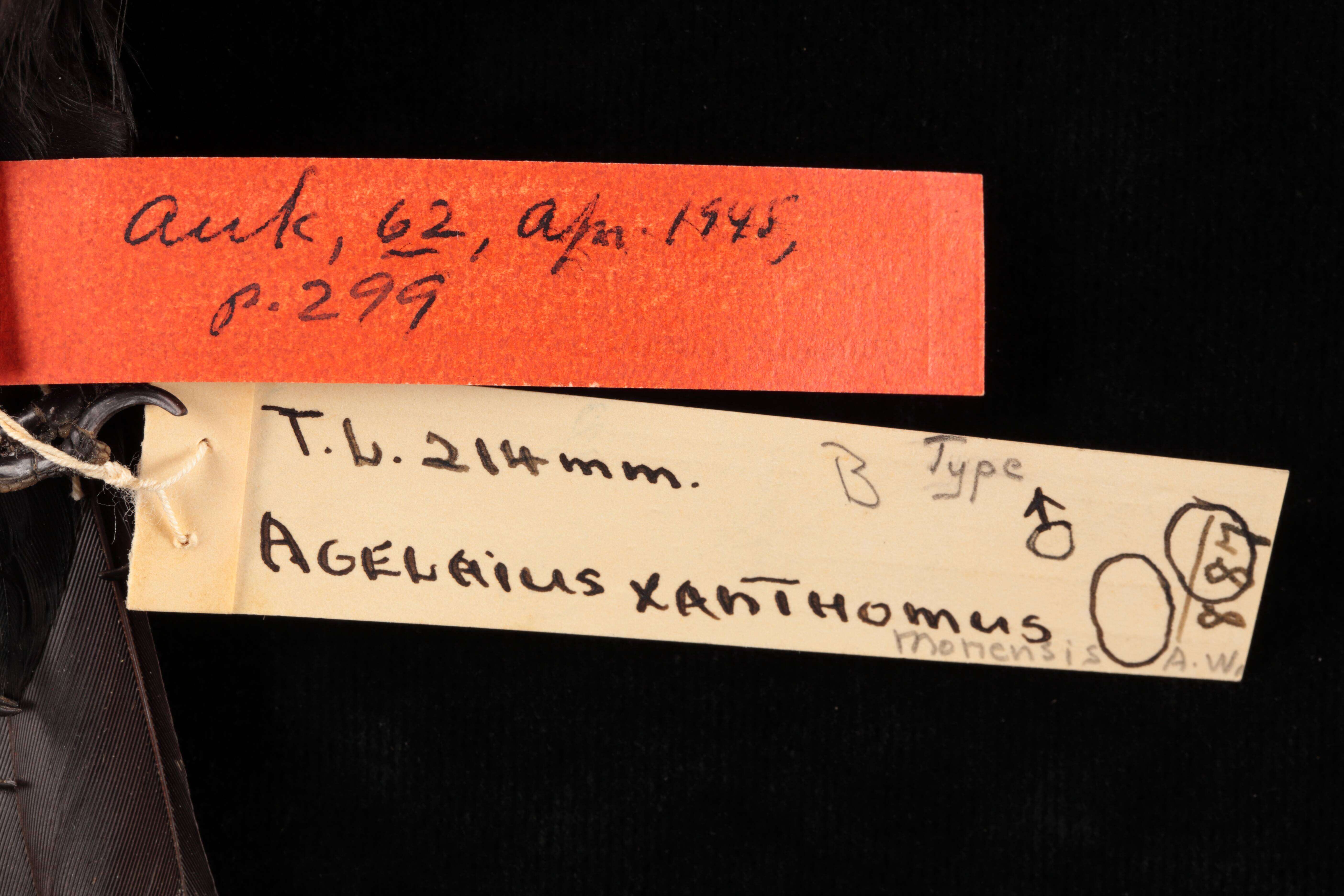 Image of Agelaius xanthomus monensis Barnes Jr 1945