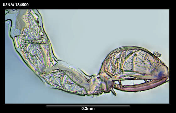 Image de Capitoniscus Bourdon 1972