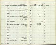 Plancia ëd Sitta frontalis palawana Hartert 1905