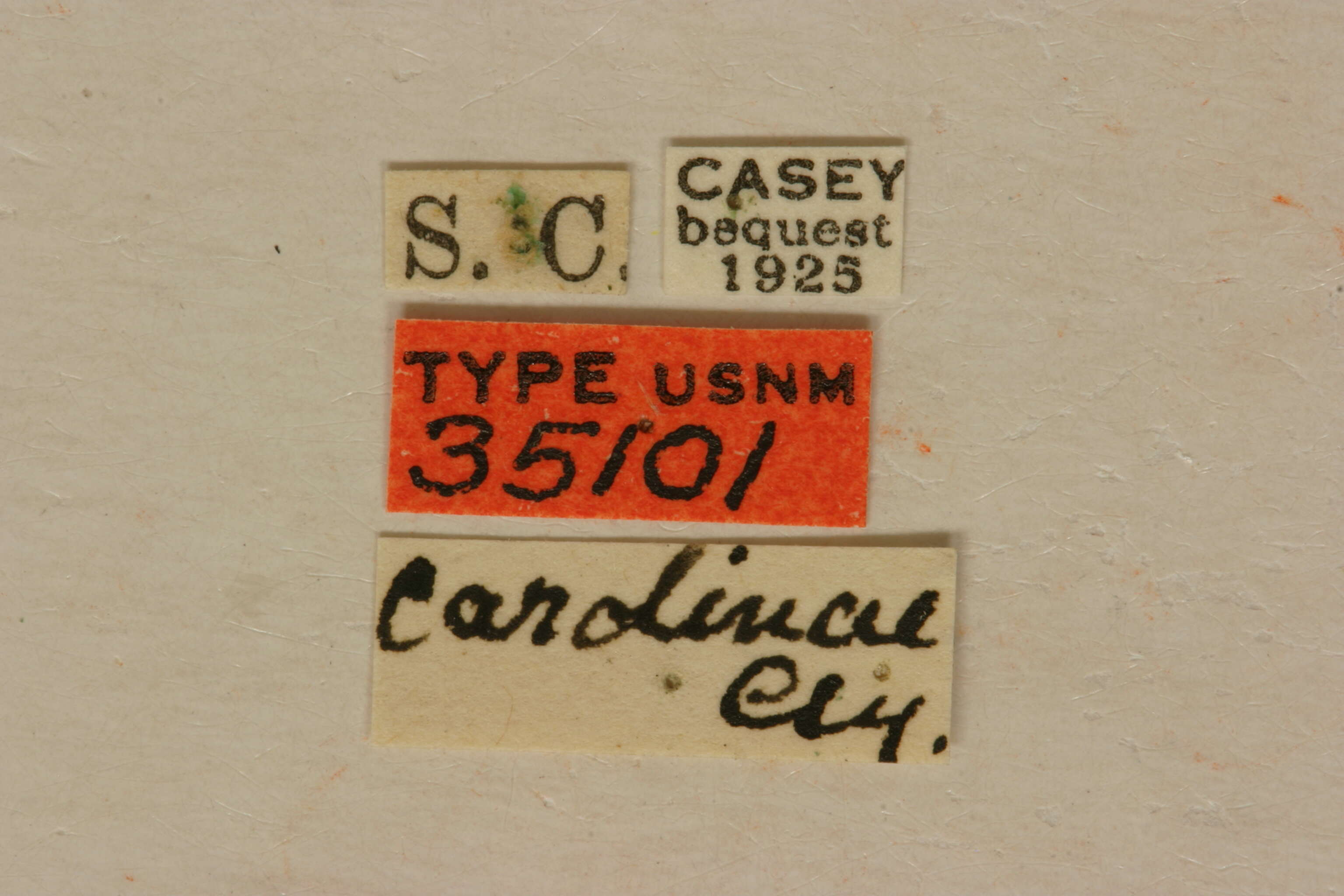 Image of Ophistomis carolinae Casey 1913