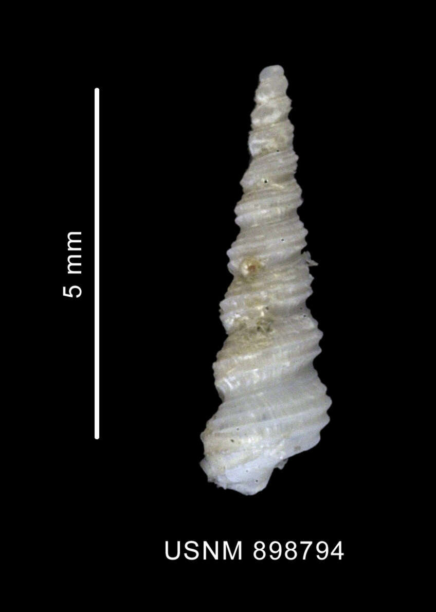 Слика од Turritellopsis gratissima Thiele 1912