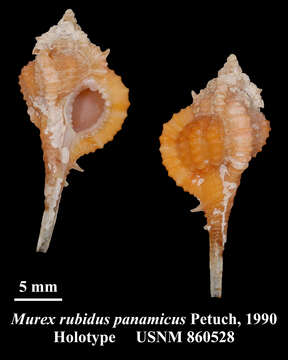 Image of Vokesimurex rubidus (F. C. Baker 1897)