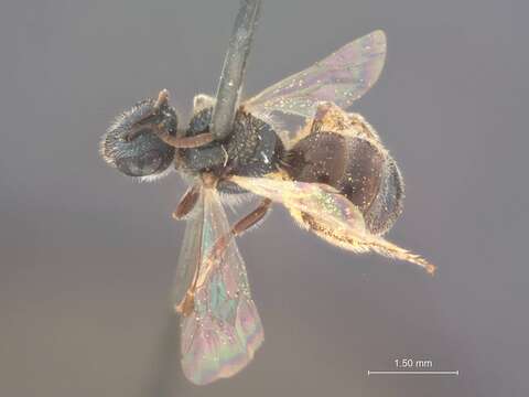 Image of Halictus argaeus Bluethgen 1931