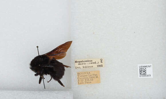 Image of Bombus morio (Swederus 1787)