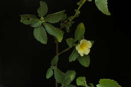 Imagem de Turnera ulmifolia L.