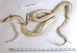 Image of Arizona elegans expolita Klauber 1946