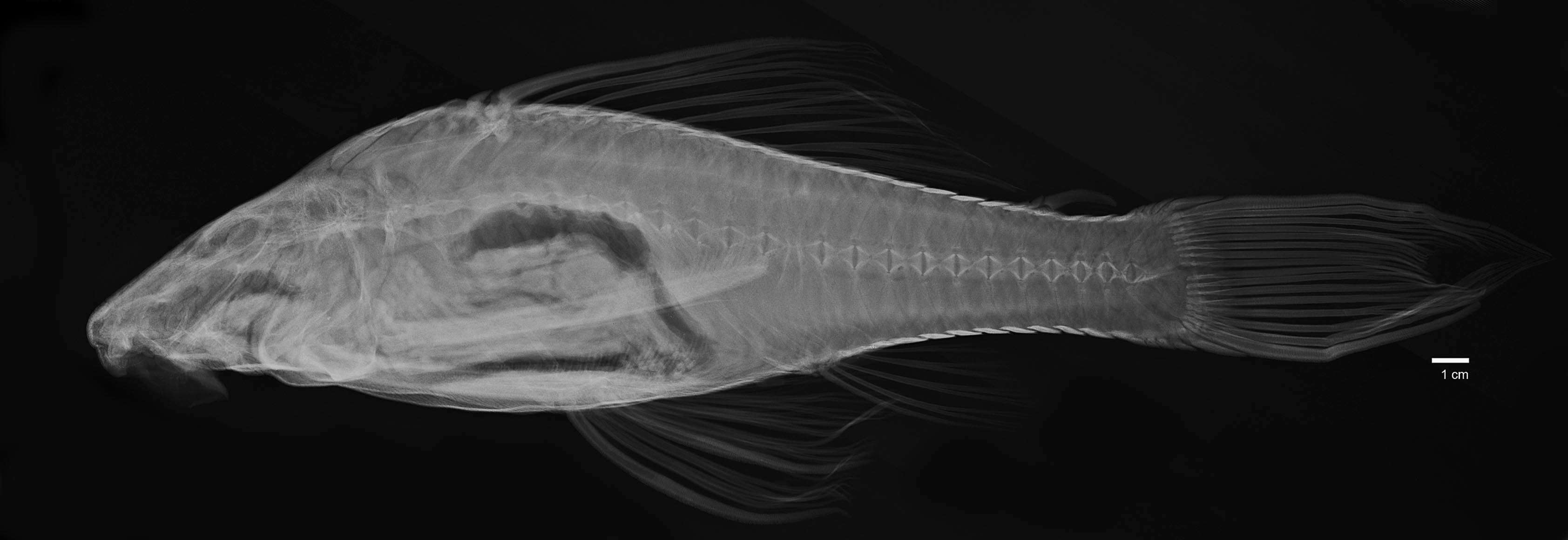 Hemiancistrus maracaiboensis Schultz 1944的圖片