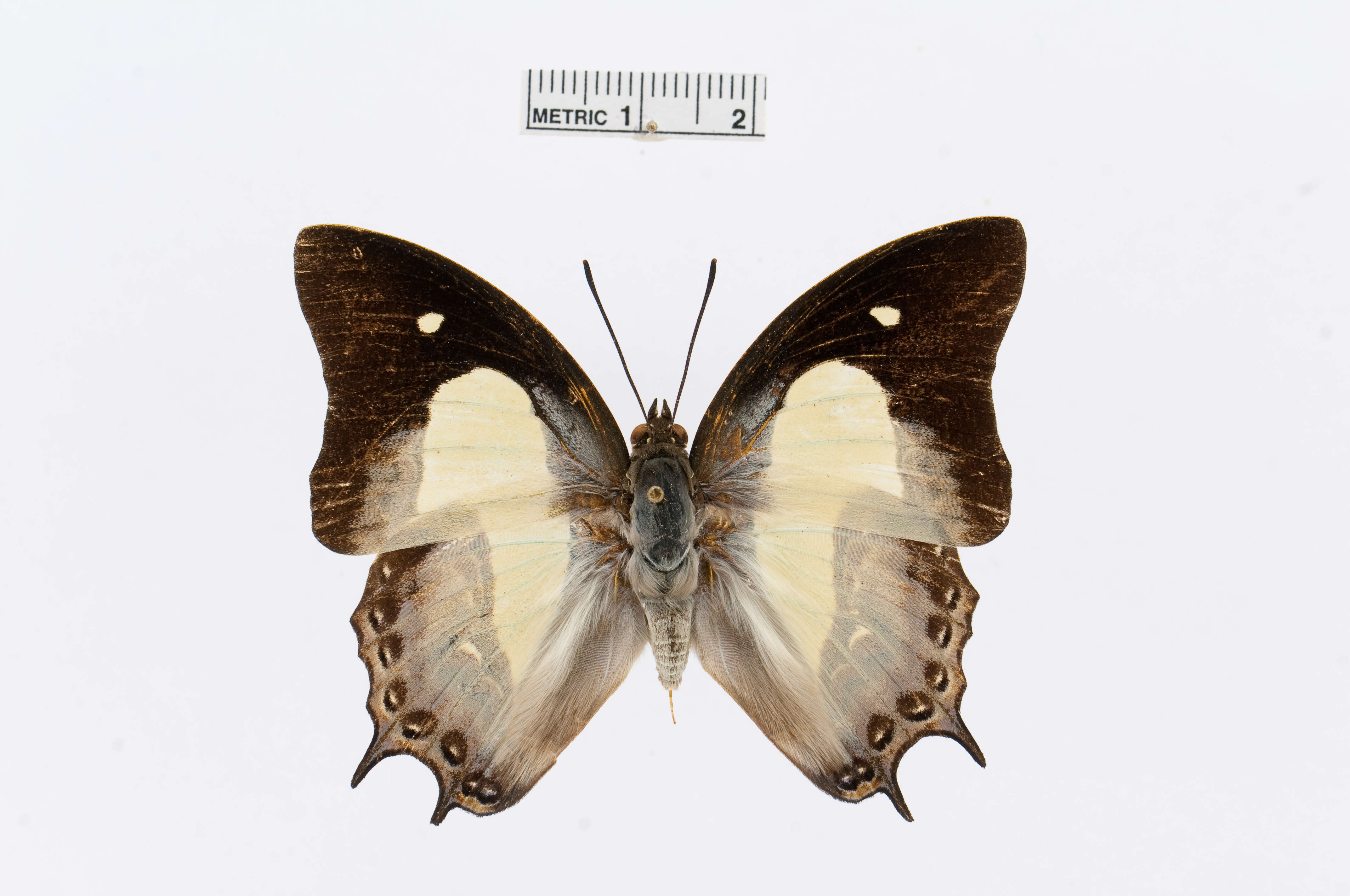 Image of Polyura moori Distant 1883