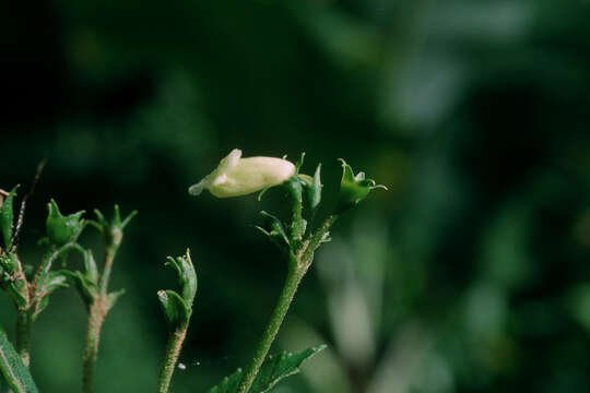 Imagem de Gesneria humilis L.