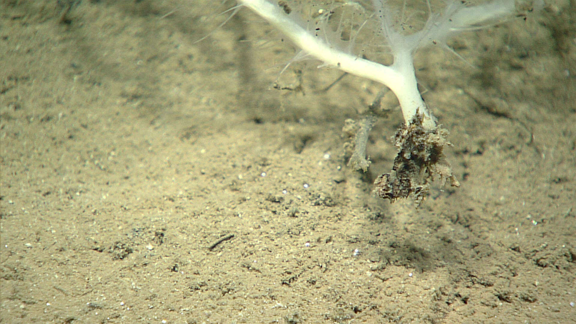 Image of harp sponge