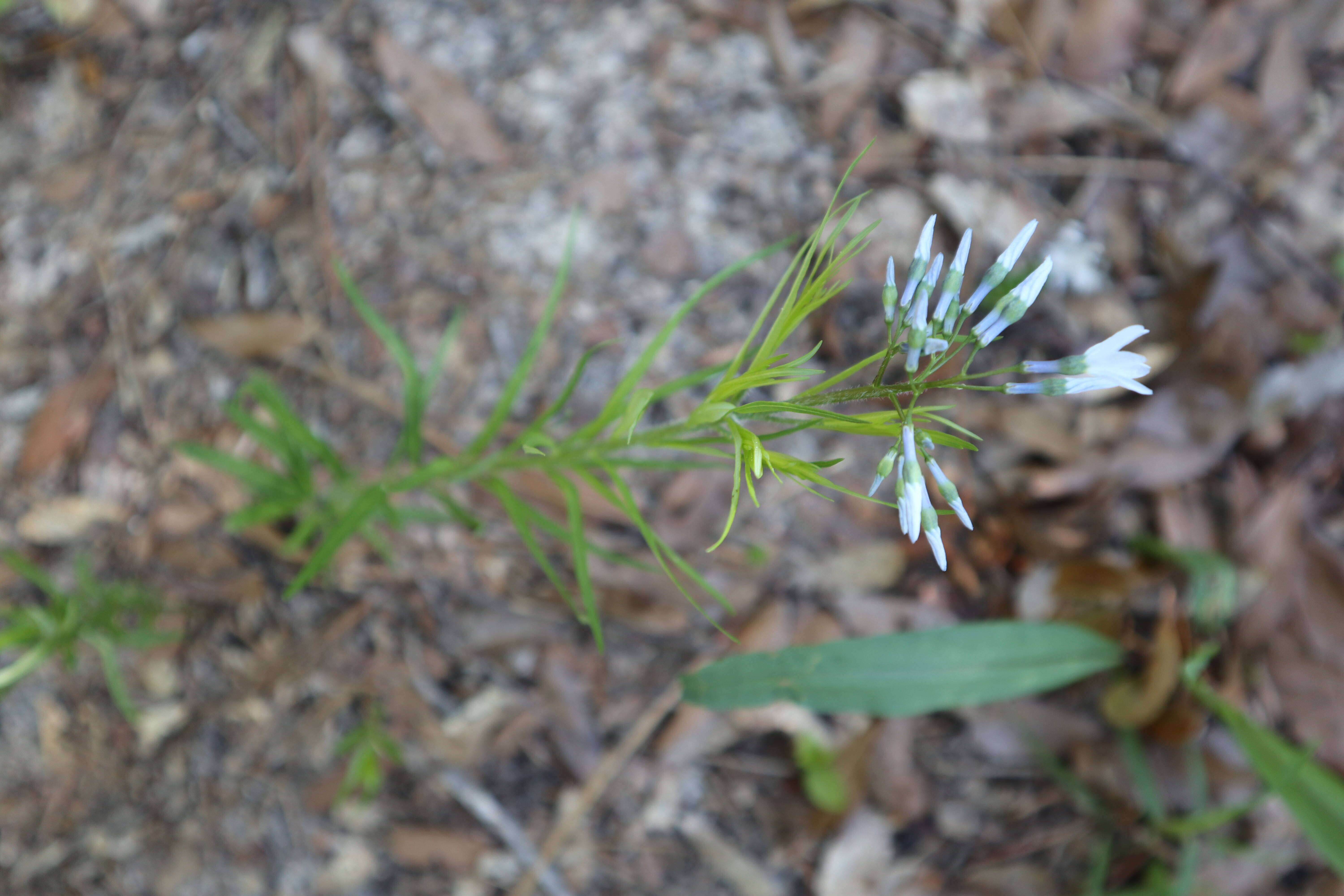 Imagem de Amsonia ciliata Walt.