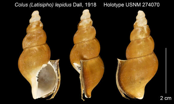 صورة Corneobuccinum lepidum (Dall 1918)