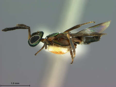 Image of Anastatus japonicus Ashmead 1904