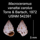 Imagem de Macroceramus vanattai carolus C. Torre & Bartsch 2008