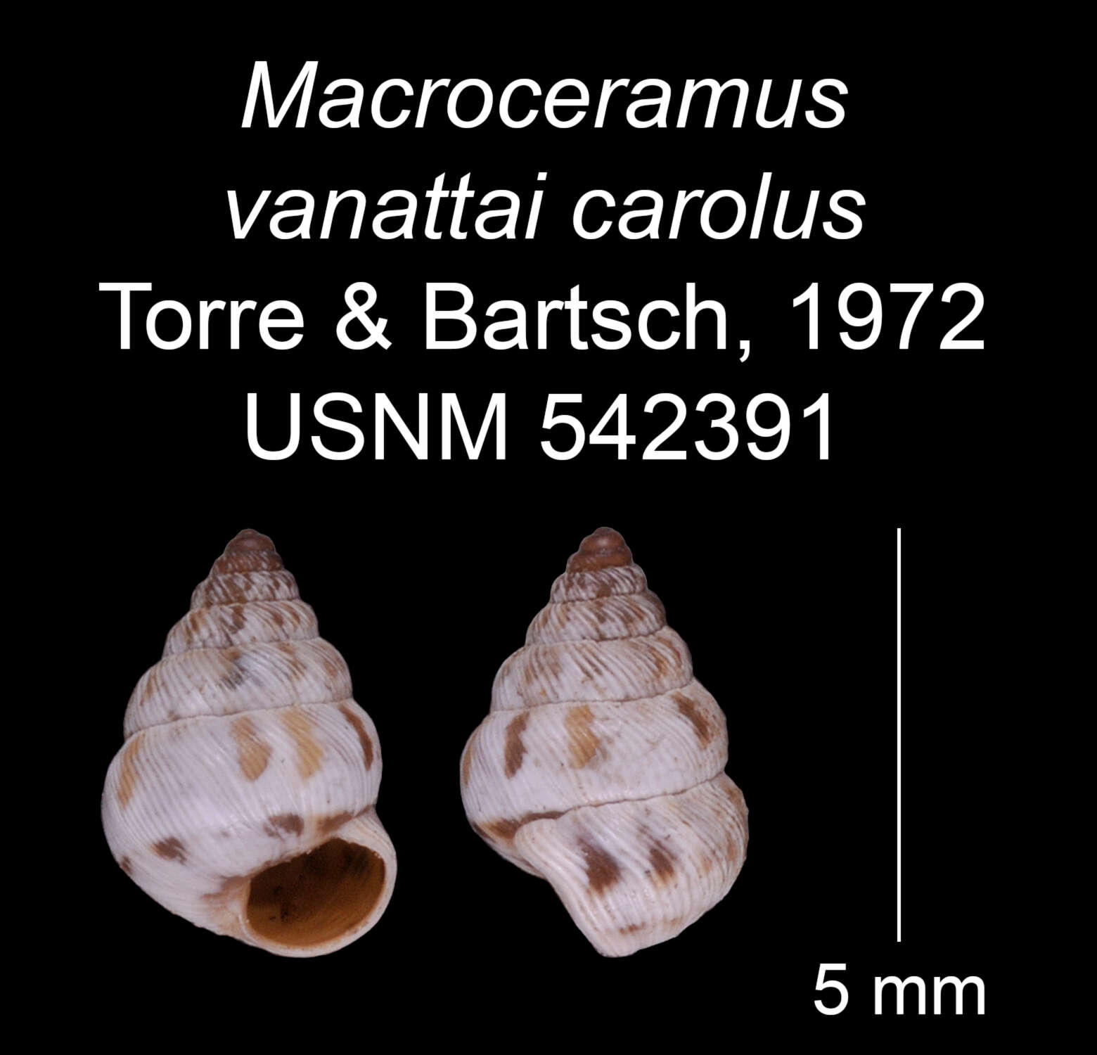 Imagem de Macroceramus vanattai carolus C. Torre & Bartsch 2008