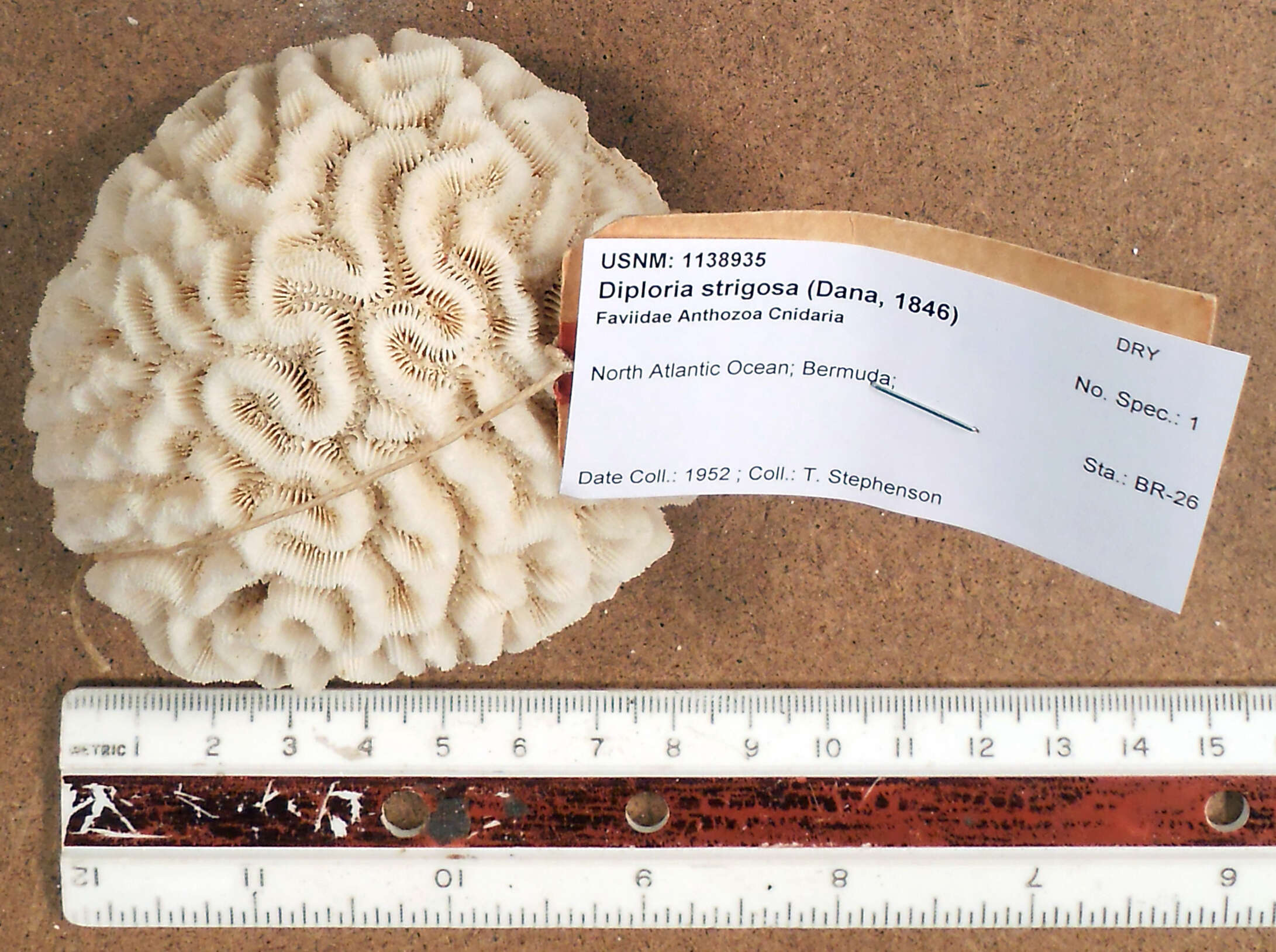 Image of Thin finger coral