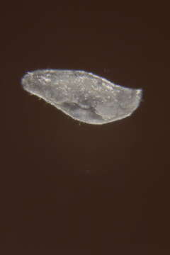 Image of Meiomeniidae