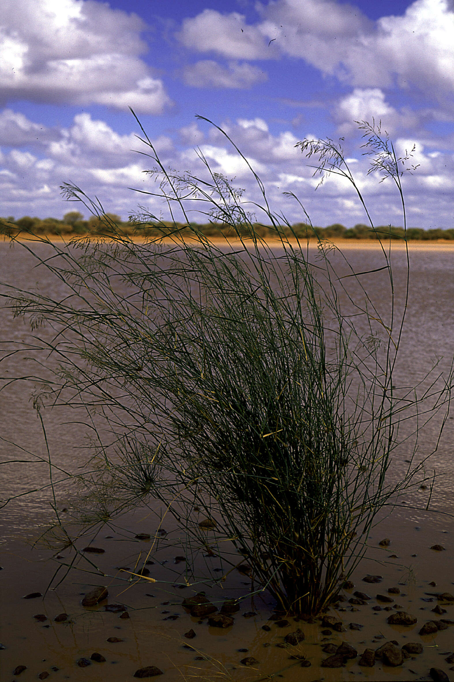 Image de Eragrostis Wolf