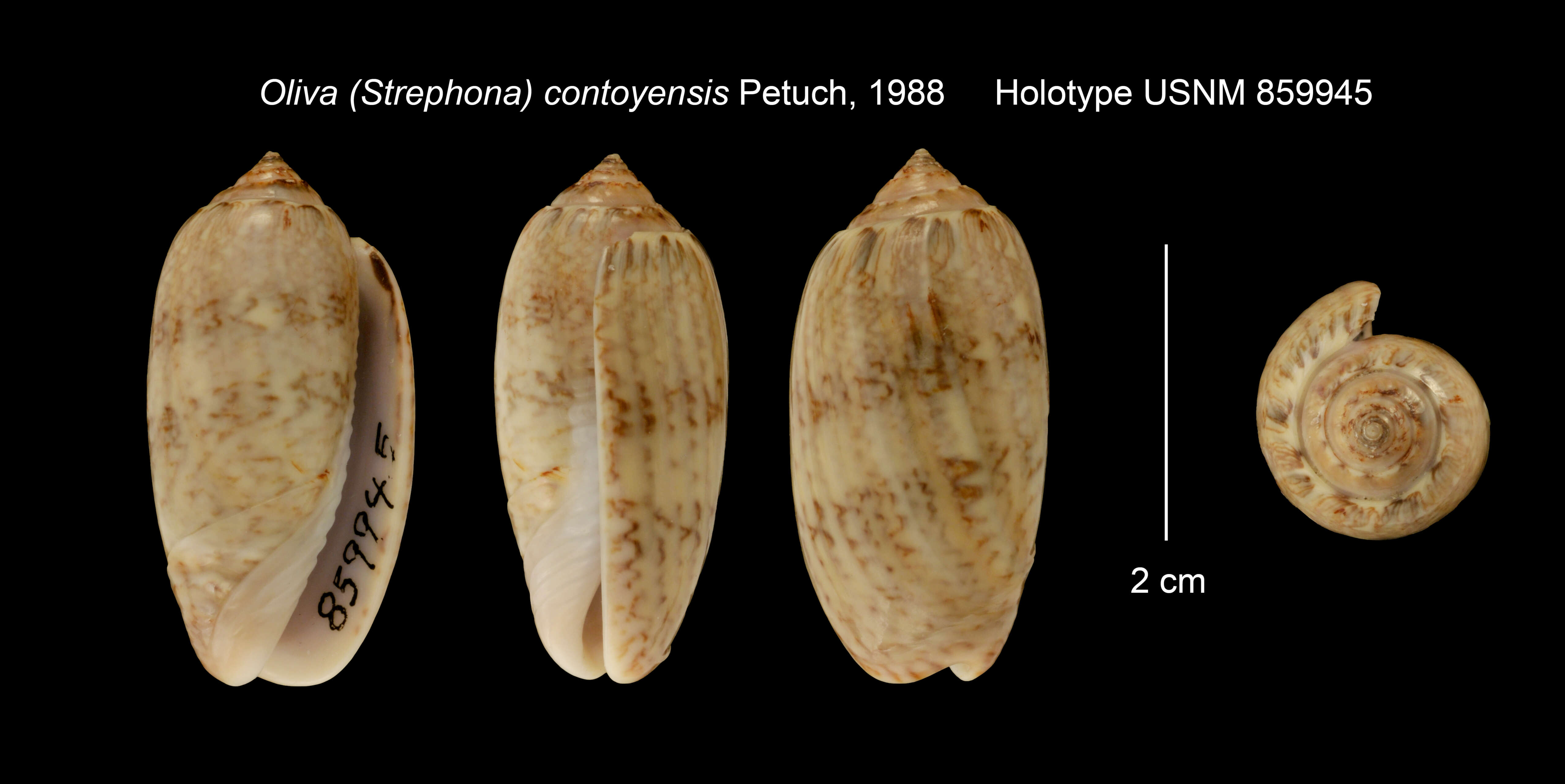 Image of Oliva contoyensis Petuch 1988