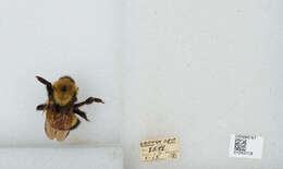 Слика од Bombus affinis Cresson 1864