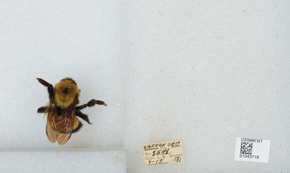 Слика од Bombus affinis Cresson 1864