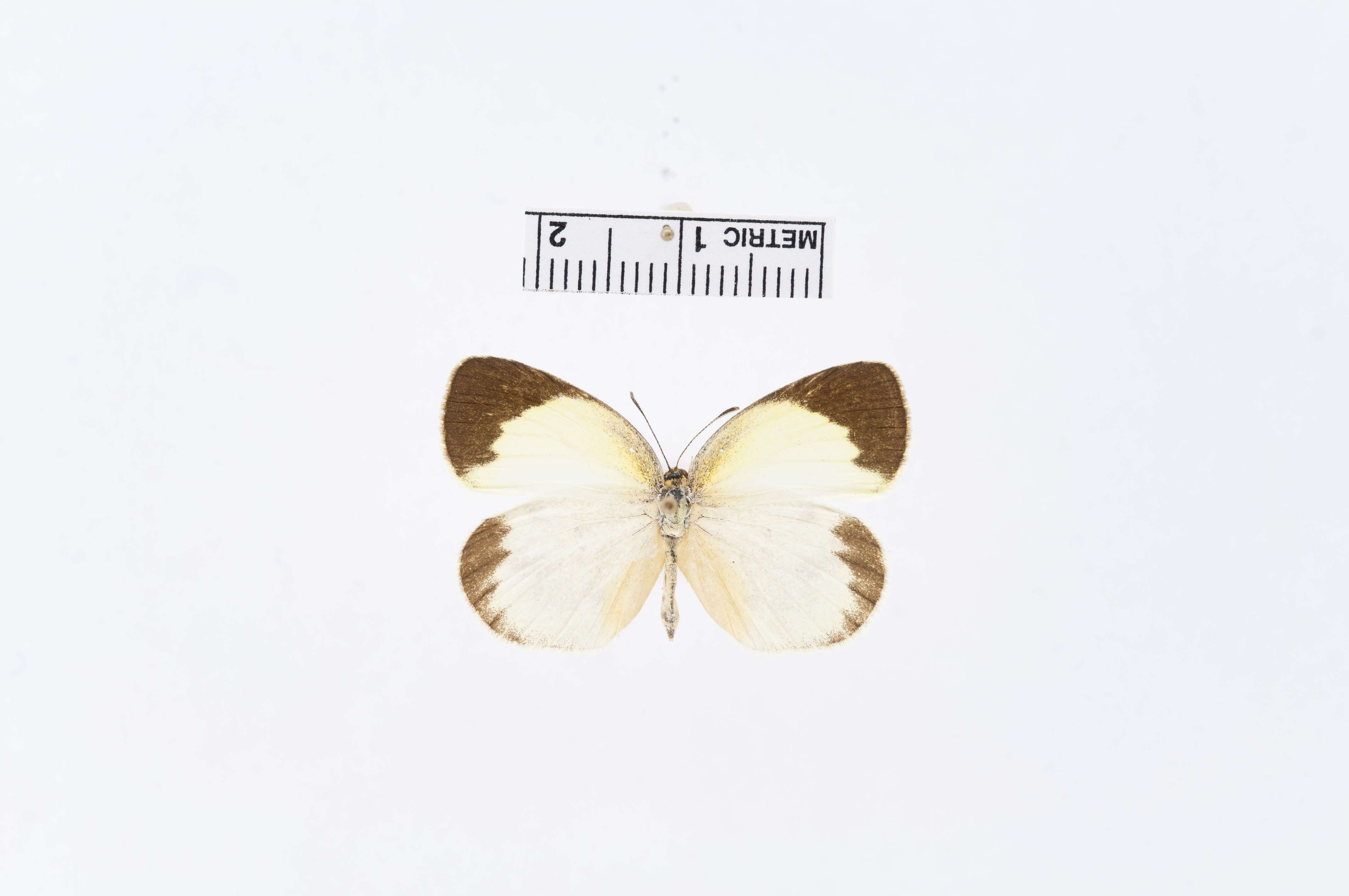 Image of Eurema elathea (Cramer (1777))