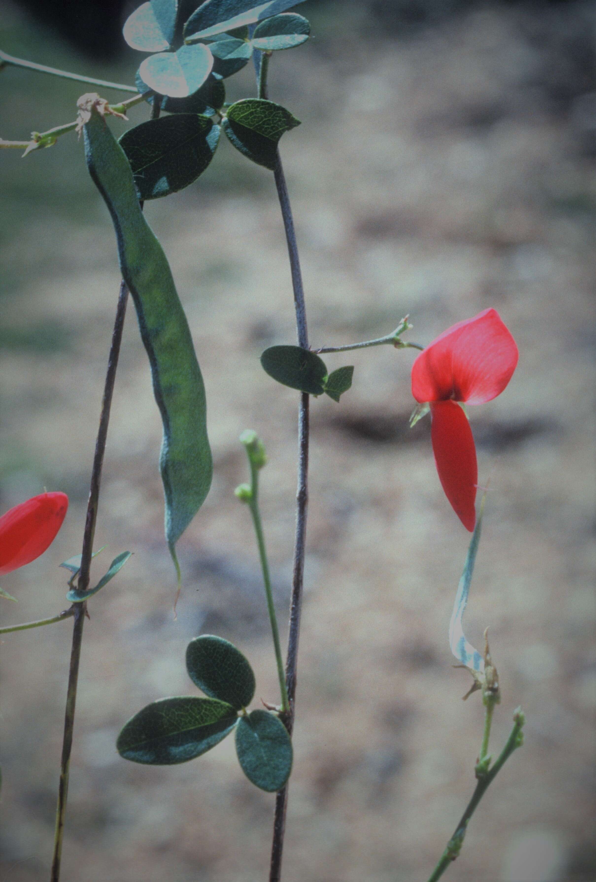 Image of Eggers' milkpea