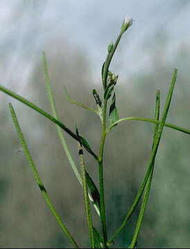 Image of fringed willowherb