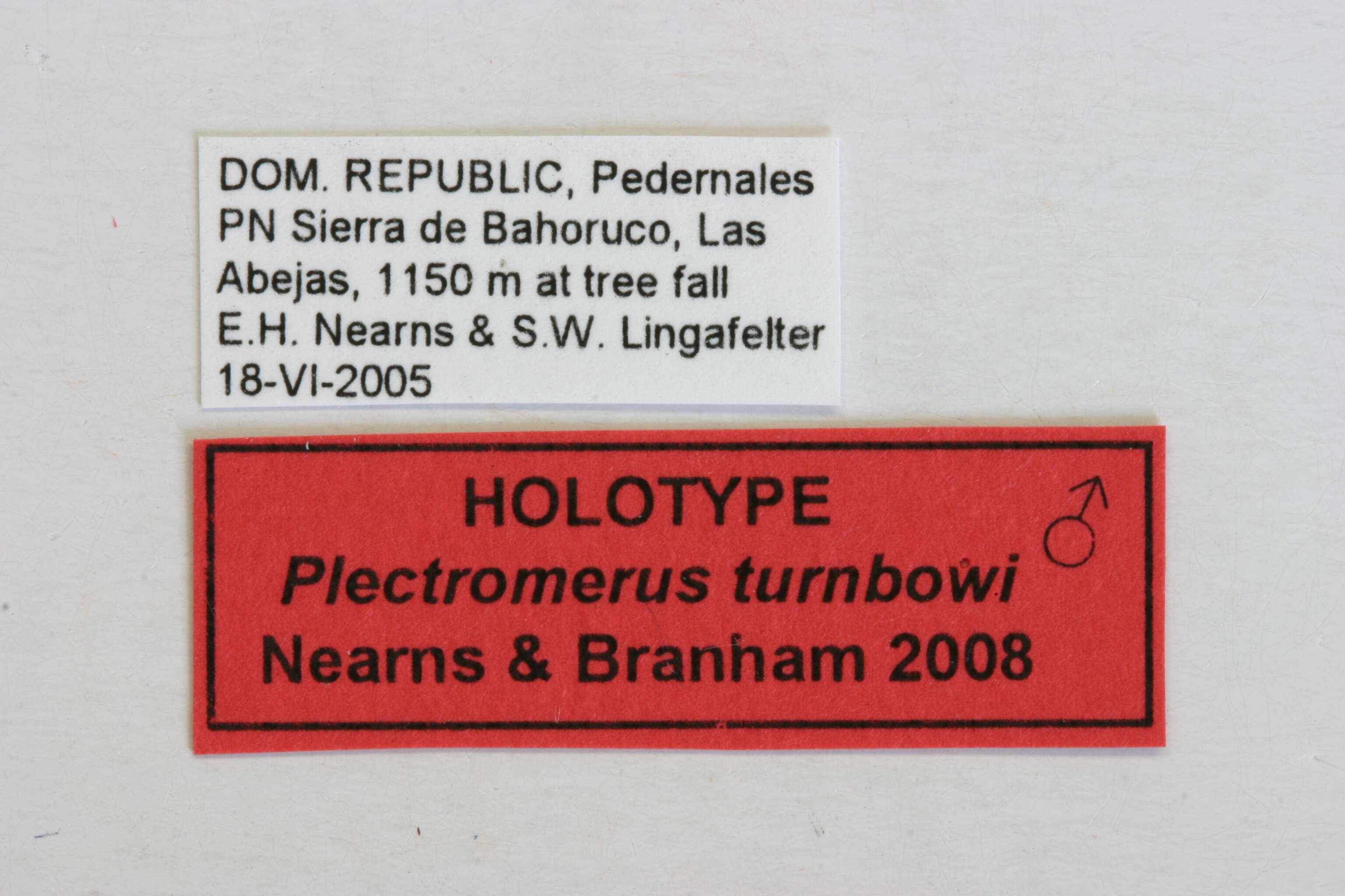 Image of Plectromerus turnbowi Nearns & Branham 2008