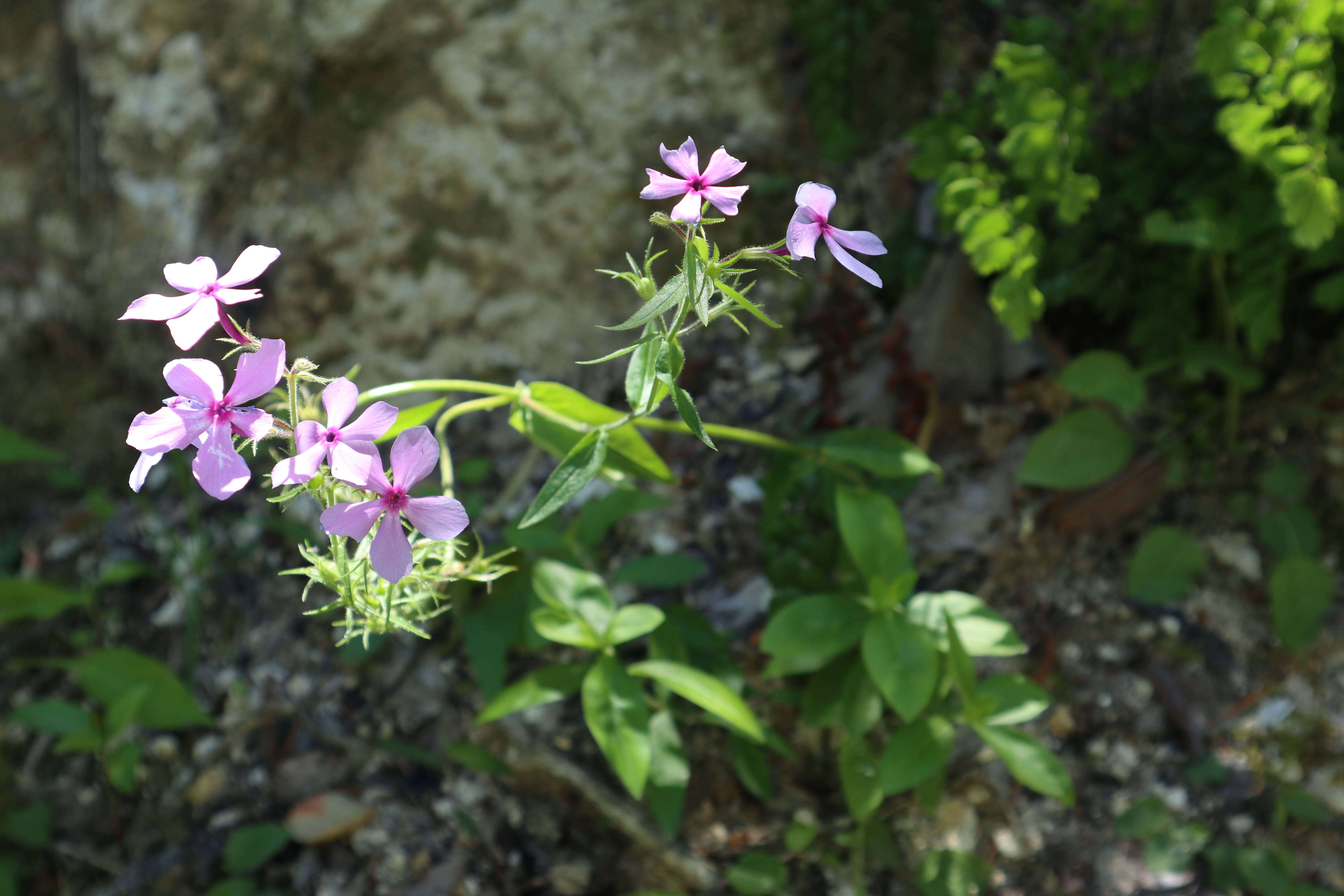 Image of wild blue phlox