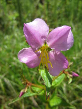 Image of Maryland meadowbeauty