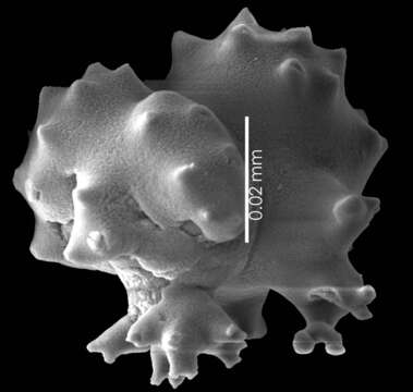 Image of Pleurocorallium niveum (Bayer 1956)