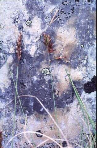 Image of alpine sweetgrass