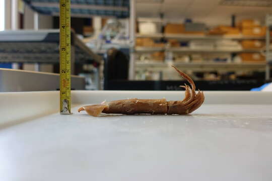 Image of Japanese flying squid