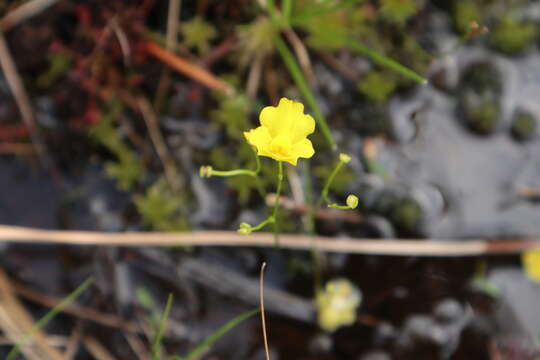 Image of striped bladderwort