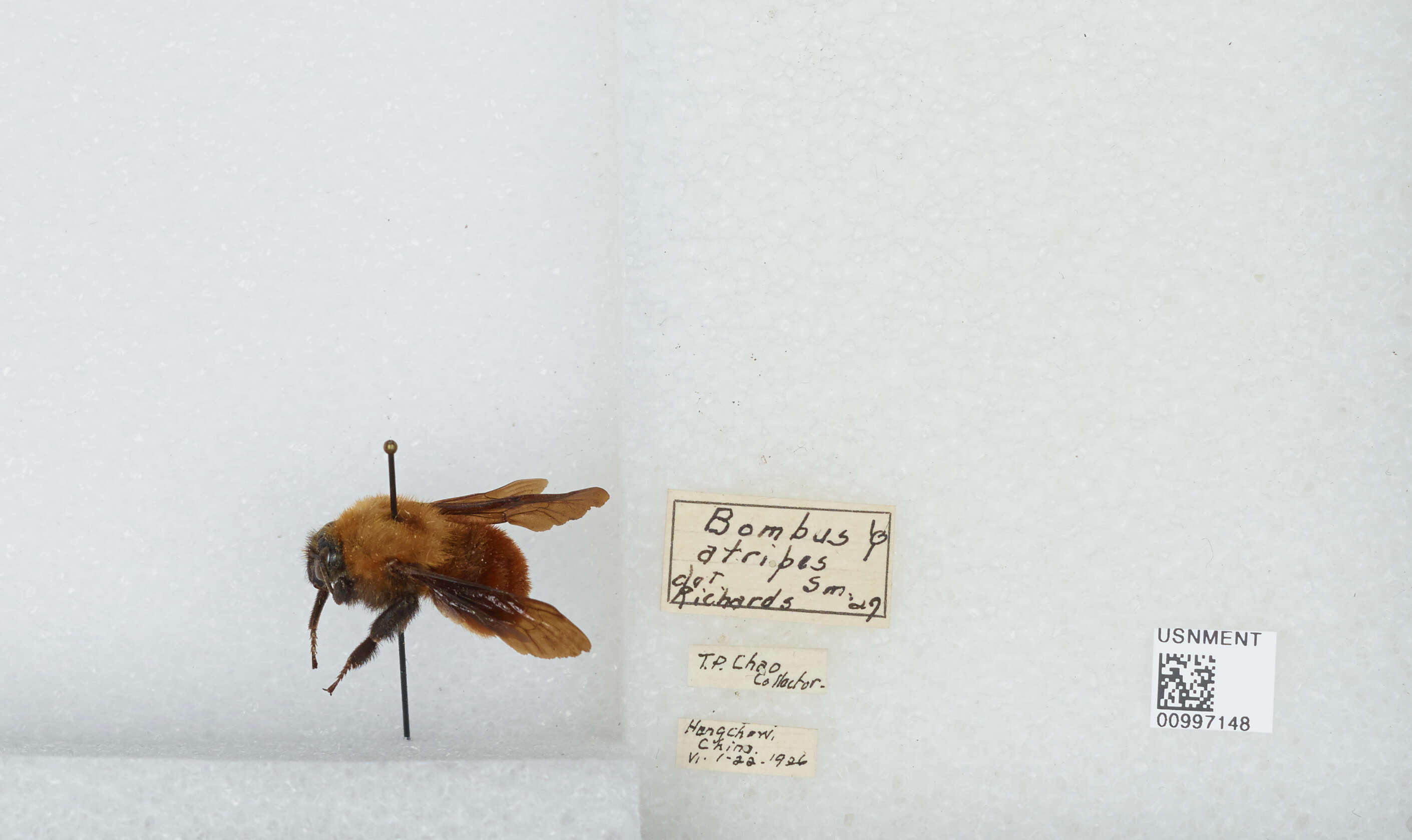 Image of Bombus atripes Smith 1852