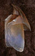 Image of arrow-finned squid