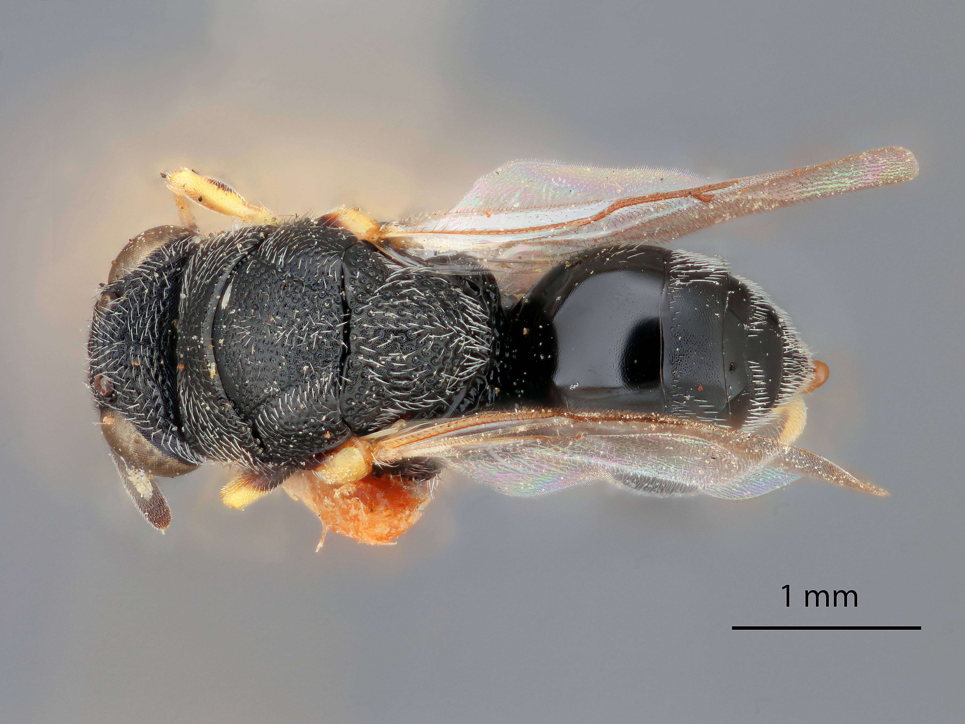 صورة Brachymeria hammari (Crawford 1915)