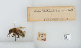 Imagem de Bombus diversus Smith 1869