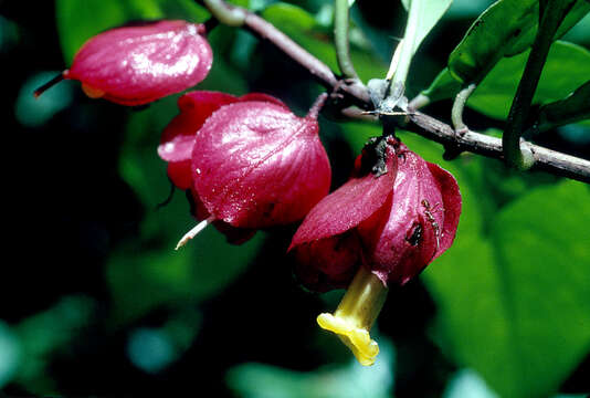 Image of Drymonia coccinea (Aubl.) Wiehler