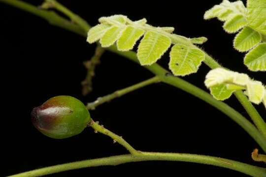 صورة Comocladia macrophylla (Hook. & Arn.) L. Riley