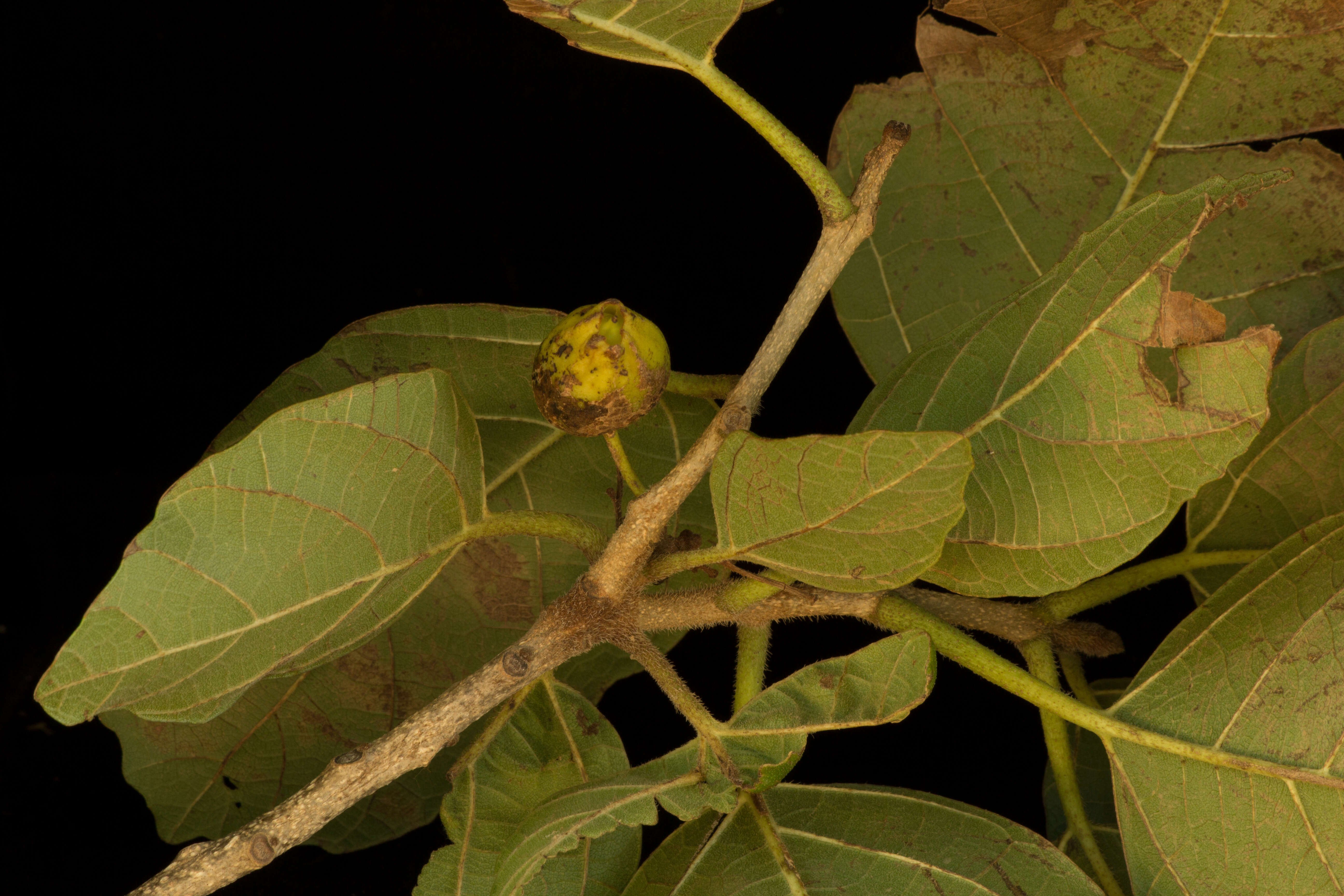 Image of Cordia dodecandra DC.