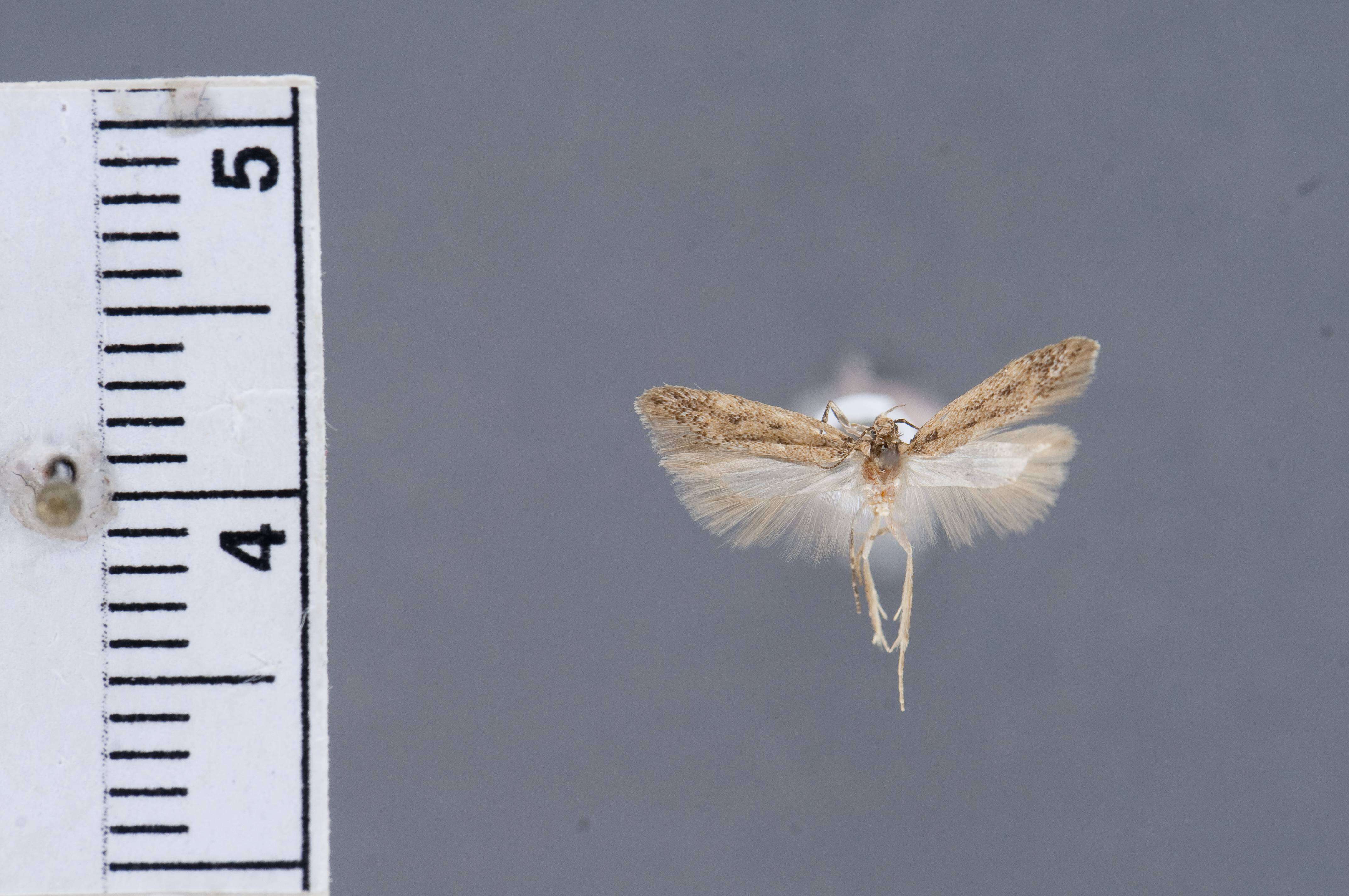 Image of Bryotropha altitudophila Rutten & Karsholt 2004