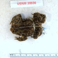 Image of American Toad