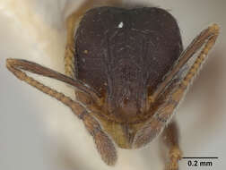 Image of Pheidole wheelerorum MacKay 1988