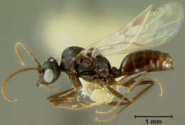 Dolichoderus glauerti Wheeler 1934的圖片