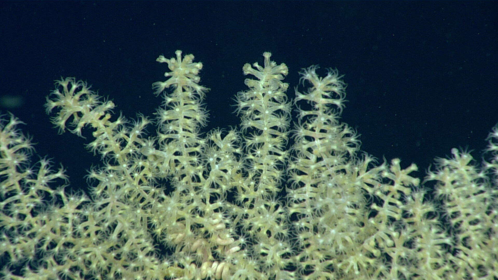 Image de corail à armure