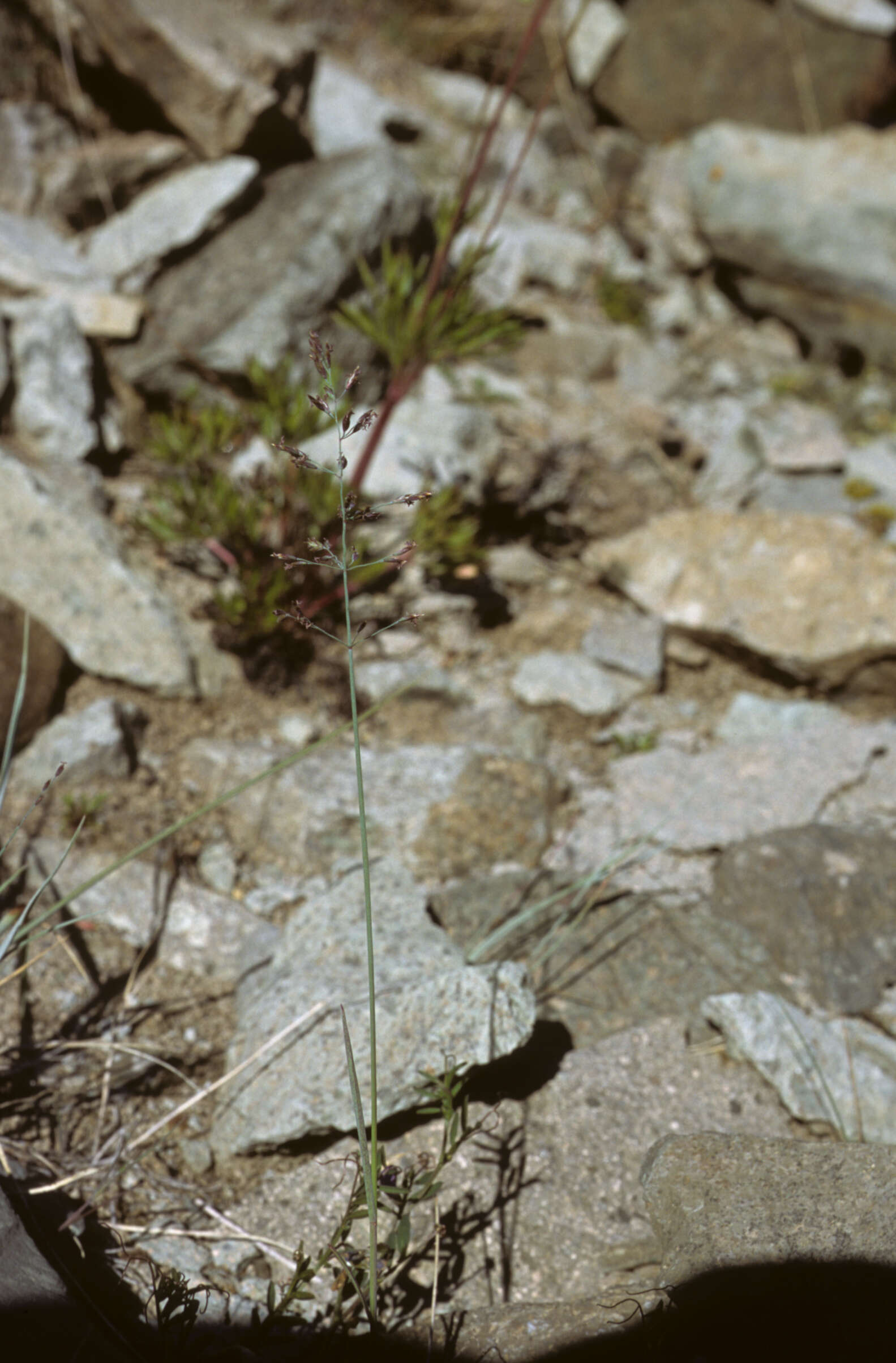 Слика од Poa glauca subsp. glauca