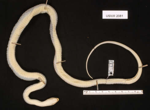 Image of Mountain Patchnose Snake