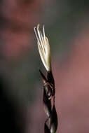 Image of spreading airplant